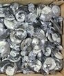 Lot: Polished Goniatite Fossils - - Pieces #98181-1